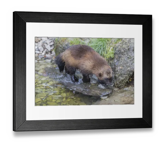 Framed Print : One wolverine, (Gulo gulo), walking in the water of a small creek Framed Print : One wolverine, (Gulo gulo), walking in the water of a small creek