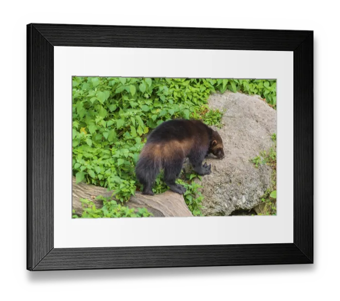 Framed Print : One wolverine, (Gulo gulo), stands on a rock