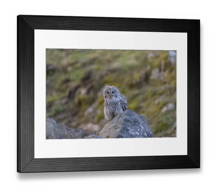 Framed Print : One tawny owl or brown owl (Strix aluco) sitting on a rock and looking for prey