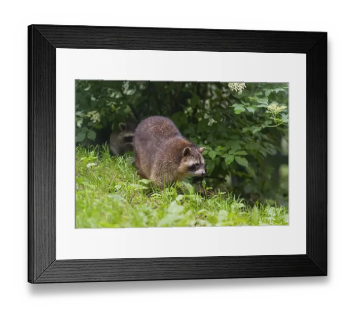 Framed Print : One adult Raccoon, Procyon lotor Framed Print : One adult Raccoon, Procyon lotor
