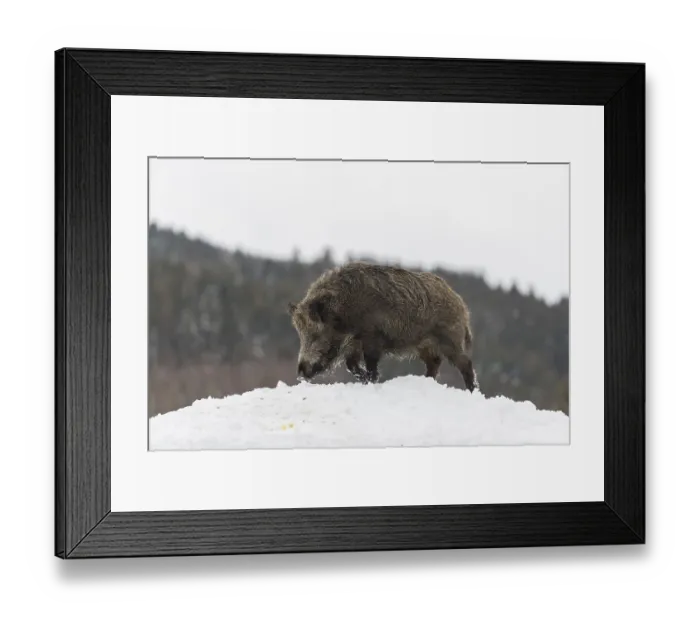 Framed Print : Wild boar or wild pig (Sus scrofa)