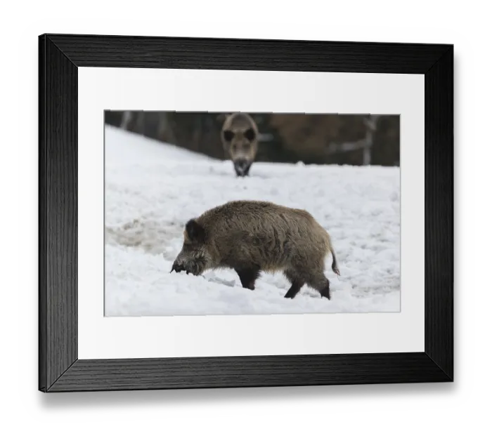 Framed Print : Wild boar or wild pig (Sus scrofa)