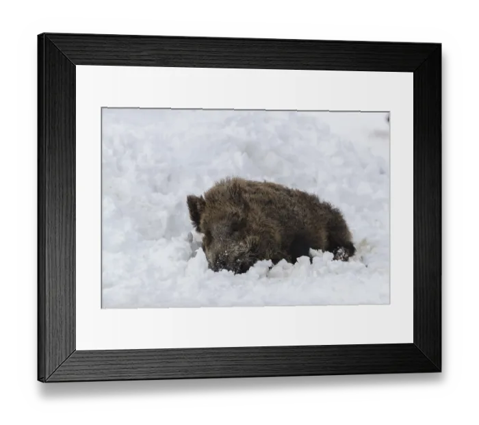 Framed Print : Wild boar or wild pig (Sus scrofa)