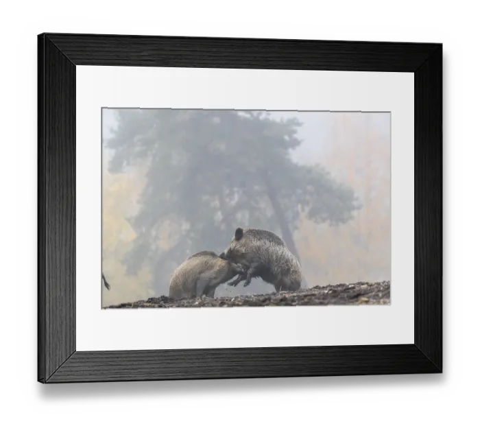 Framed Print : Two wild boar or wild pig (Sus scrofa)
