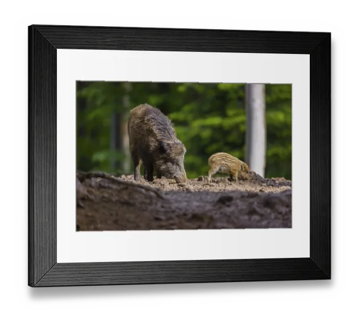 Framed Print : A female wild boar or wild pig (Sus scrofa) and her piglet search for food on the forest floor