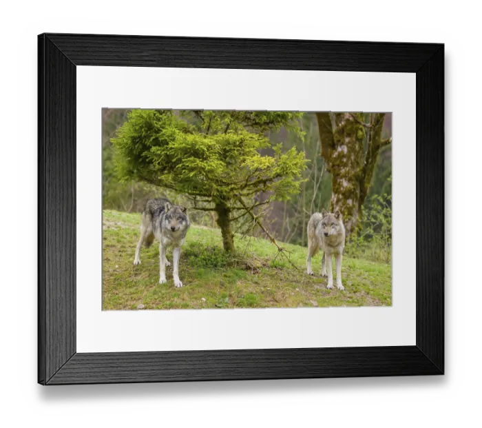 Framed Print : Two eurasian gray wolves (Canis lupus lupus) stand on a small hill Framed Print : Two eurasian gray wolves (Canis lupus lupus) stand on a small hill