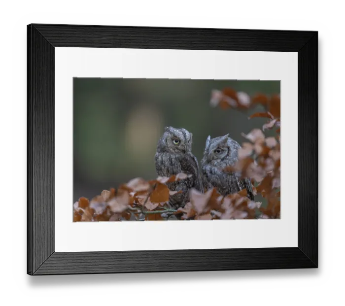 Framed Print : Two Eurasian scops owls (Otus scops)sitting on a twig of a beech tree