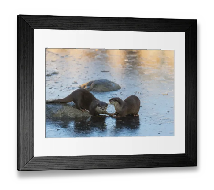 Framed Print : Two oriental small-clawed otter or Asian small-clawed otter (Aonyx cinerea)