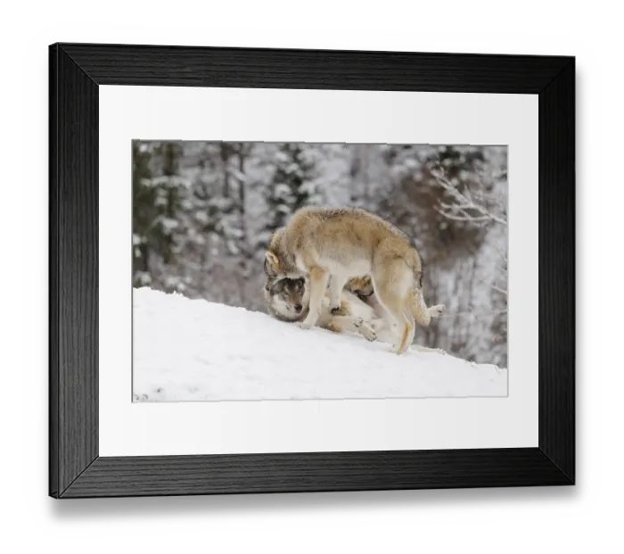 Framed Print : A young grey wolf (Canis lupus lupus) plays with its father on the sloping Framed Print : A young grey wolf (Canis lupus lupus) plays with its father on the sloping
