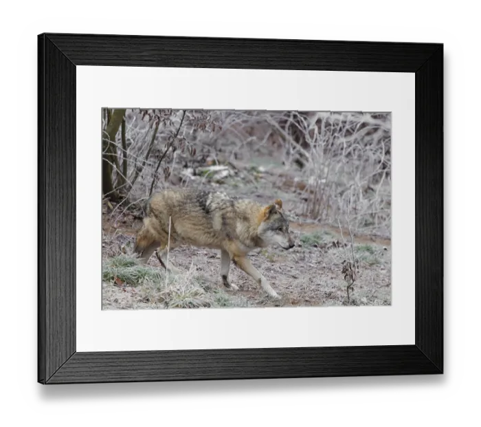 Framed Print : An adult male grey wolf (Canis lupus lupus) runs across the sloping