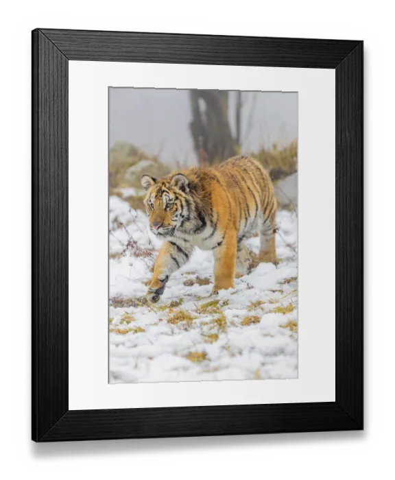 Framed Print : One young Siberian Tiger, Panthera tigris altaica