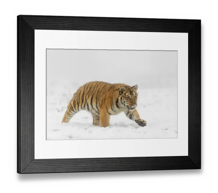 Framed Print : One young Siberian Tiger, Panthera tigris altaica