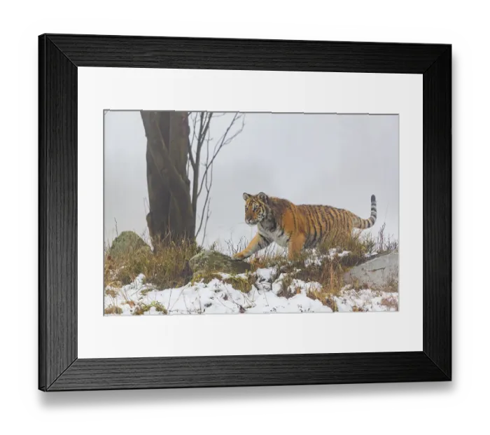 Framed Print : One young Siberian Tiger, Panthera tigris altaica