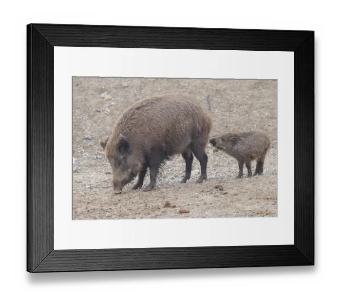 Framed Print : Two wild boars (Sus scrofa) (one adult and one juvenile) are standing in a field Framed Print : Two wild boars (Sus scrofa) (one adult and one juvenile) are standing in a field