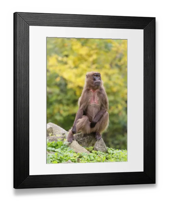 Framed Print : A female Gelada (Theropithecus gelada) Framed Print : A female Gelada (Theropithecus gelada)