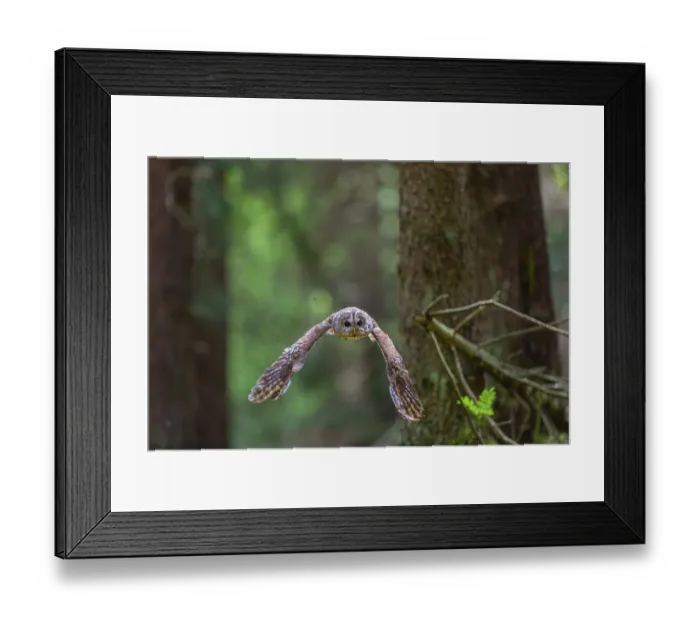 Framed Print : One tawny owl or brown owl (Strix aluco) flying through a dense forest Framed Print : One tawny owl or brown owl (Strix aluco) flying through a dense forest