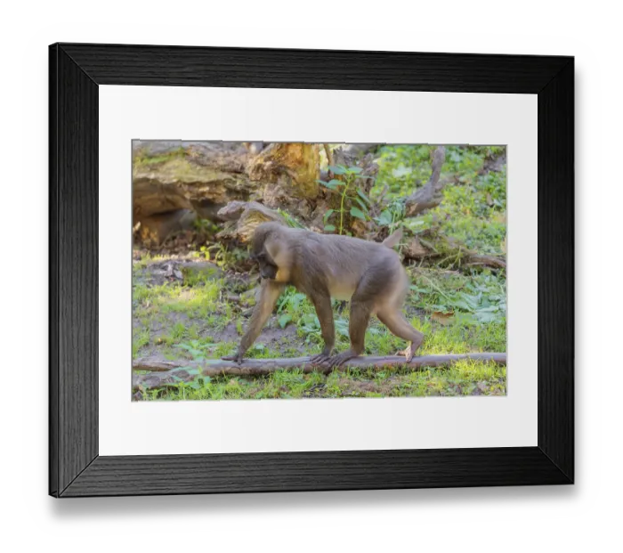 Framed Print : A young drill (Mandrillus leucophaeus) runs across the green forest floor between rocks and logs