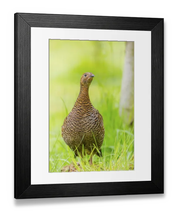 Framed Print : A female Black Grouse (Tetrao tetrix) stands on a green meadow Framed Print : A female Black Grouse (Tetrao tetrix) stands on a green meadow