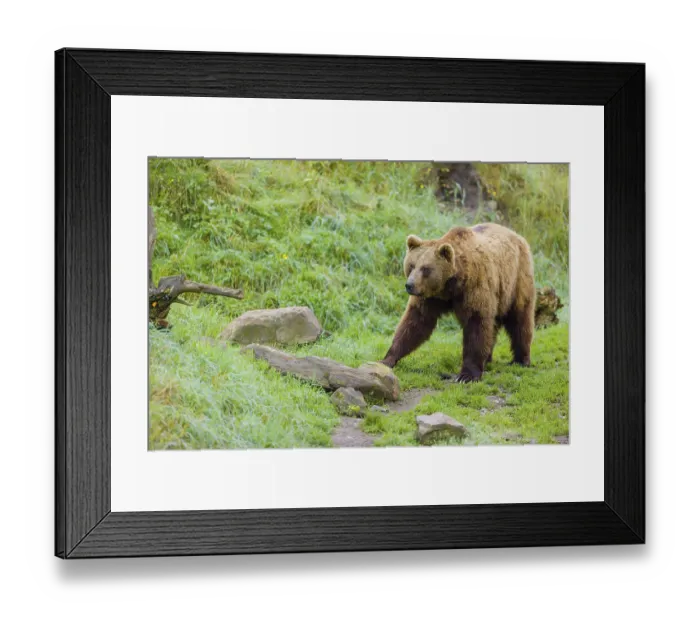 Framed Print : An adult brown bear (Ursus arctos arctos) walks across a green meadow