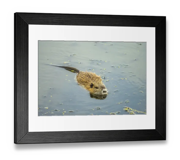 Framed Print : Nutria swimming in the water of the Elbe floodplains near Jerichow