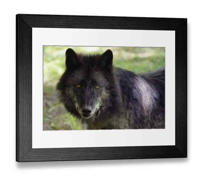 Framed Print : Timberwolf, American wolf (Canis lupus occidentalis) Framed Print : Timberwolf, American wolf (Canis lupus occidentalis)