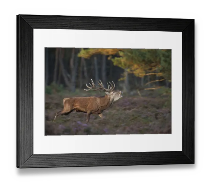 Framed Print : Red deer rutting... Red deer (Cervus elaphus) Framed Print : Red deer rutting... Red deer (Cervus elaphus)