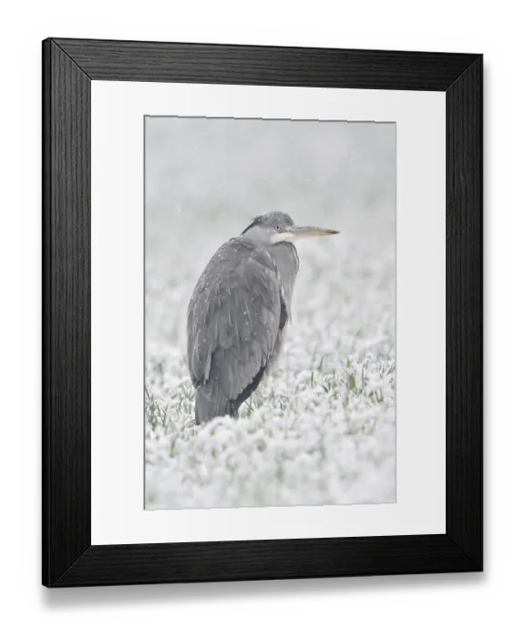 Framed Print : Grey heron (Ardea cinerea) stands in winter in heavy snowfall on a snow-covered meadow