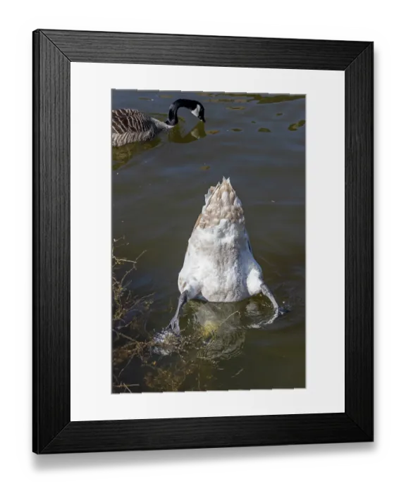 Framed Print : Swan gobbling, Canada goose (Branta canadensis)