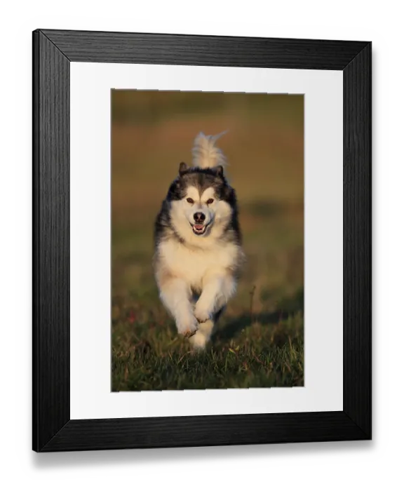 Framed Print : Alaskan Malamute, bitch running across a meadow Framed Print : Alaskan Malamute, bitch running across a meadow
