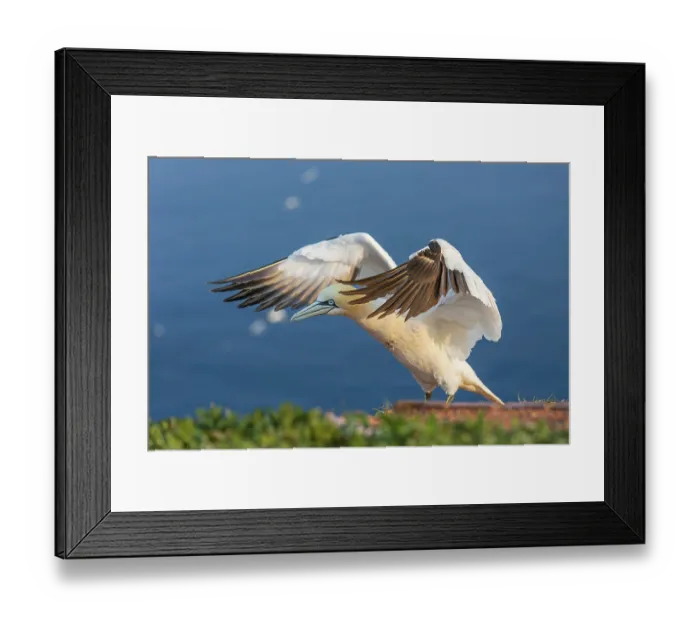Framed Print : Northern gannet (Morus bassanus) Seabird