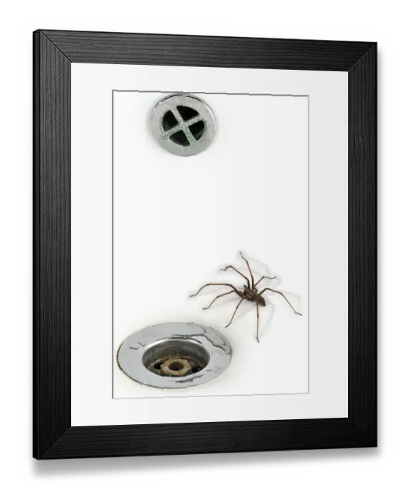 Framed Print : Giant house spider (Tegenaria duellica) (Tegenaria gigantea) in the washbasin