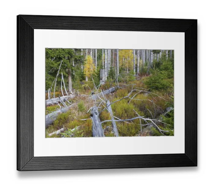 Framed Print : Dead spruce trees infested by the European spruce bark beetle (Ips typographus L) Framed Print : Dead spruce trees infested by the European spruce bark beetle (Ips typographus L)