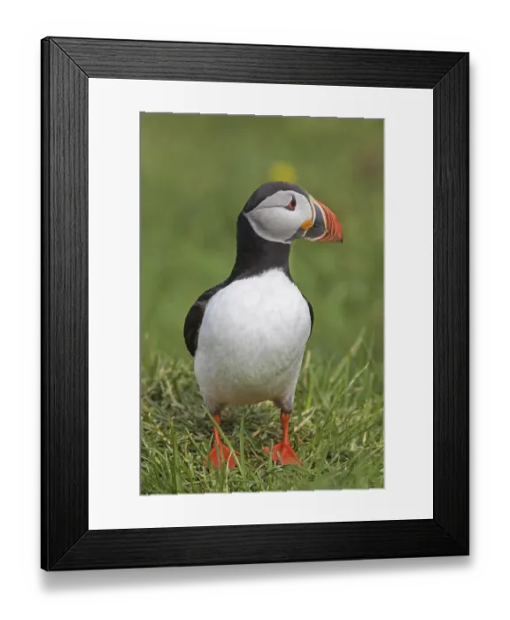 Framed Print : Atlantic puffin (Fratercula arctica) showing coloured beak in the breeding season in summer