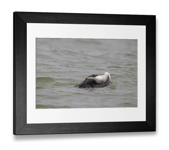 Framed Print : Yellow-billed loon (Gavia adamsii) Framed Print : Yellow-billed loon (Gavia adamsii)