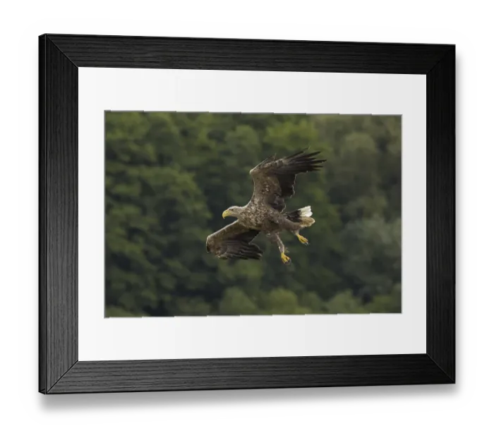 Framed Print : White-tailed eagle (Haliaeetus albicilla)