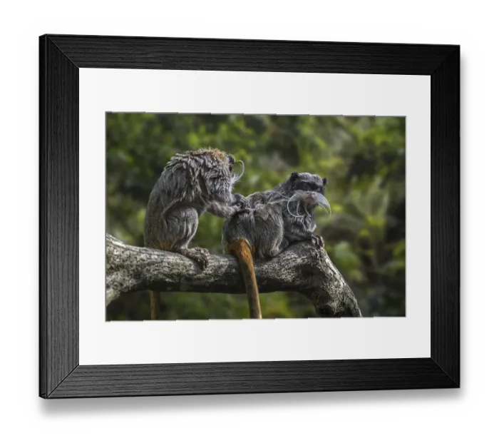 Framed Print : Two emperor tamarins (Saguinus imperator) in rain forest Framed Print : Two emperor tamarins (Saguinus imperator) in rain forest