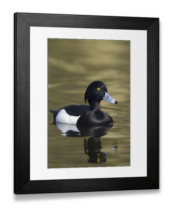 Framed Print : Tufted duck (Aythya fuligula) male swimming in lake