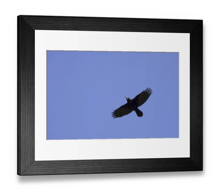 Framed Print : Rook (Corvus frugilegus) in flight