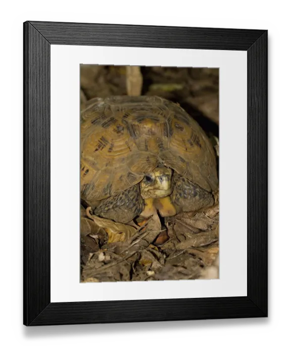 Framed Print : Bell's hinge-back tortoise (Kinixys belliana)