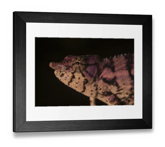 Framed Print : Rhinoceros chameleon (Furcifer rhinoceratus) in pregnancy dyeing Framed Print : Rhinoceros chameleon (Furcifer rhinoceratus) in pregnancy dyeing