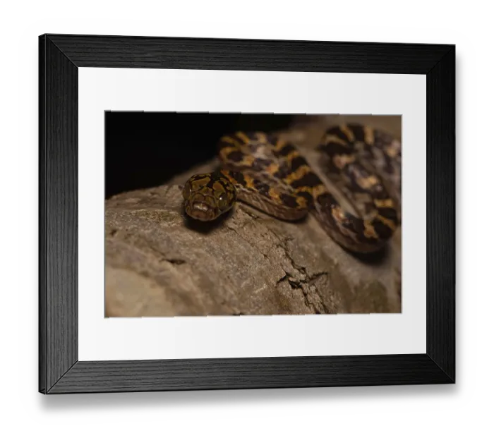 Framed Print : Ampijoroa tree snake (Lycodryas pseudogranuliceps) Framed Print : Ampijoroa tree snake (Lycodryas pseudogranuliceps)