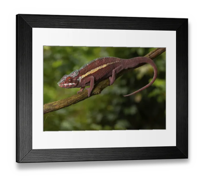 Framed Print : Male panther chameleon (Furcifer pardalis) Framed Print : Male panther chameleon (Furcifer pardalis)
