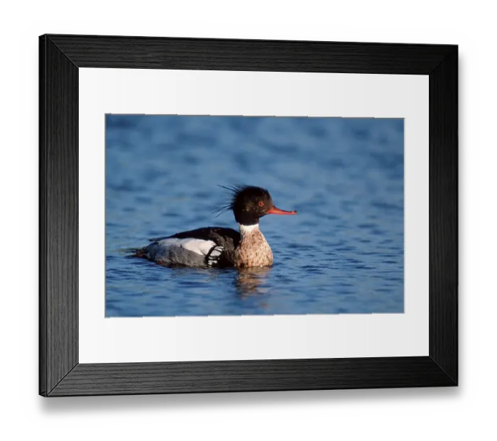 Framed Print : Red-breasted merganser, male, Denmark Framed Print : Red-breasted merganser, male, Denmark