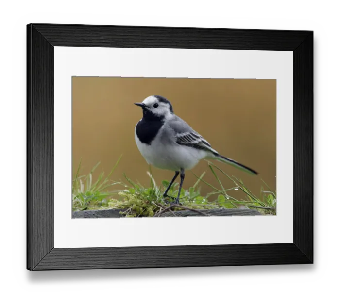 Framed Print : White wagtail (Motacilla alba), Germany, Europe