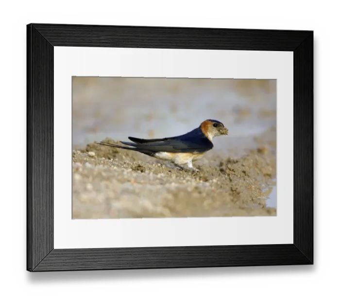 Framed Print : Red-rumped Swallow (Hirundo daurica) collecting nesting material