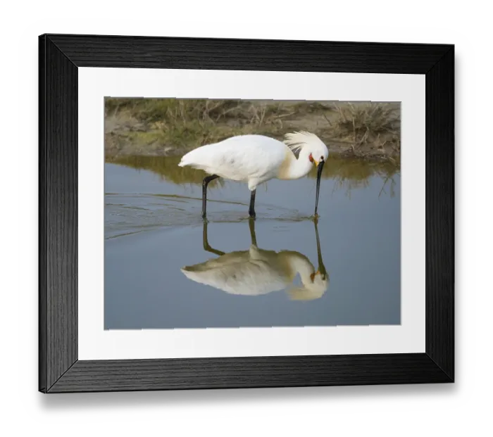 Framed Print : Eurasian Spoonbill or Common Spoonbill (Platalea leucorodia) Framed Print : Eurasian Spoonbill or Common Spoonbill (Platalea leucorodia)