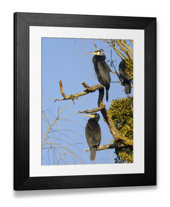 Framed Print : Great Cormorants (Phalacrocorax carbo)