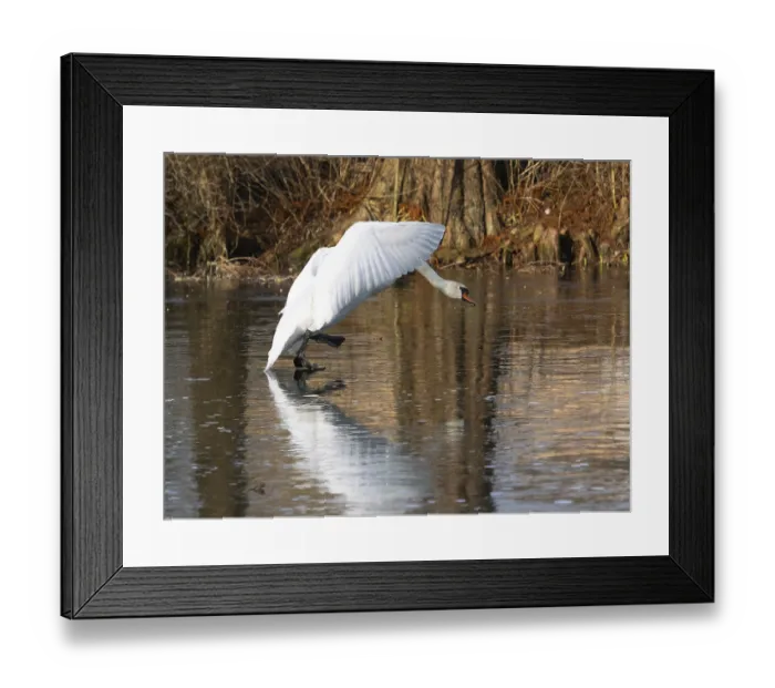 Framed Print : Mute Swan (Cygnus olor), walking across a frozen lake in its breeding territory