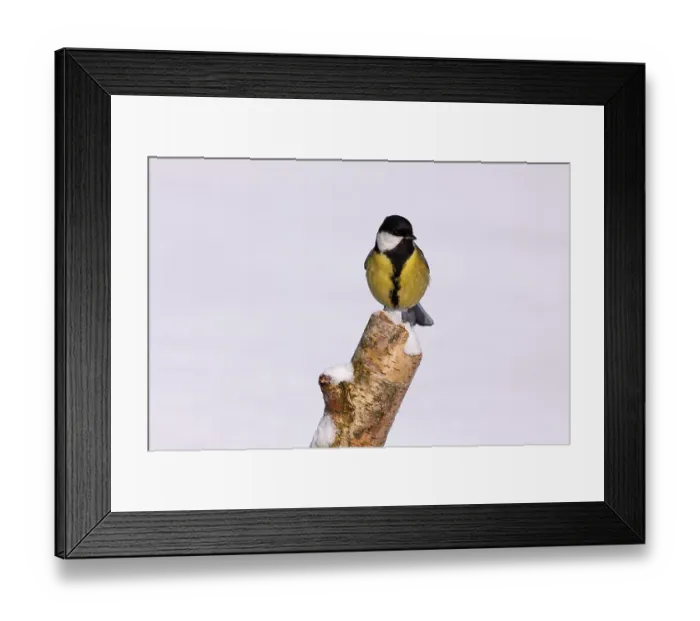 Framed Print : Great Tit (Parus major) in winter perched on a birch stump