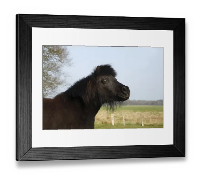 Framed Print : Black Shetland Pony, Schleswig-Holstein